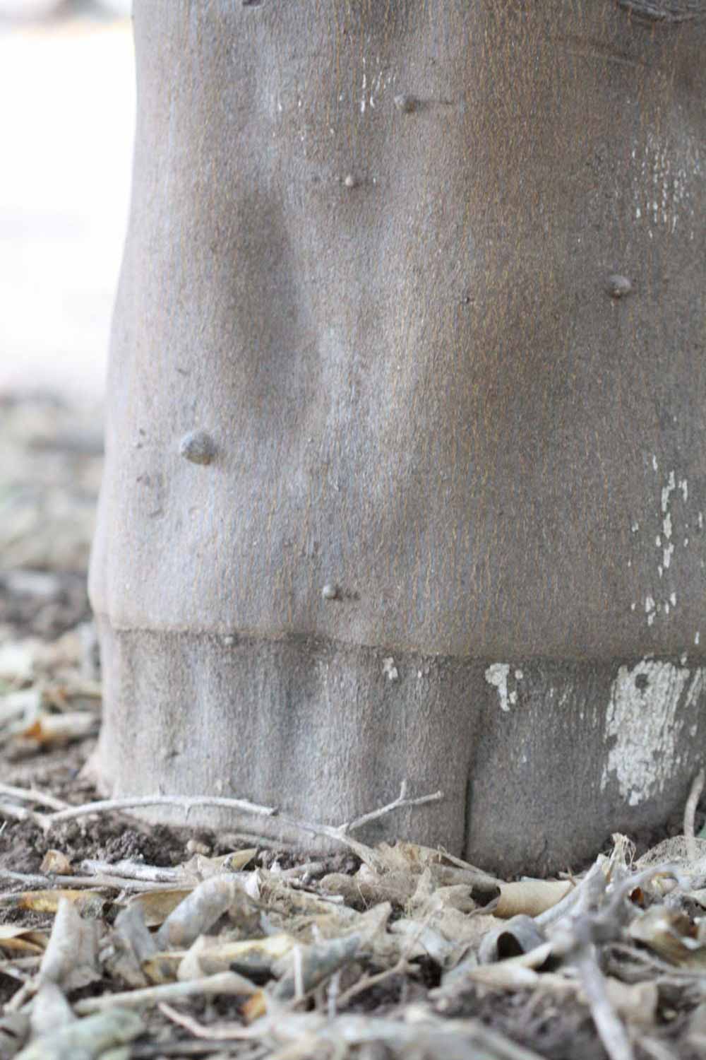              Bark (Goutoucheng, Riverside, CA)       